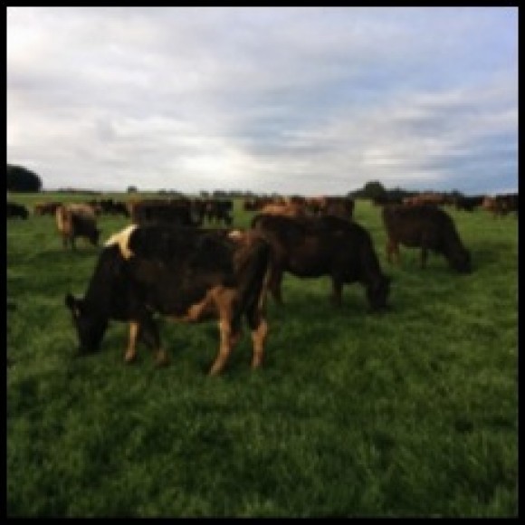 Profile picture of Milk Dairy Farm Sale Leaseback by Tasmania Owner / Operator - storyID 4002
